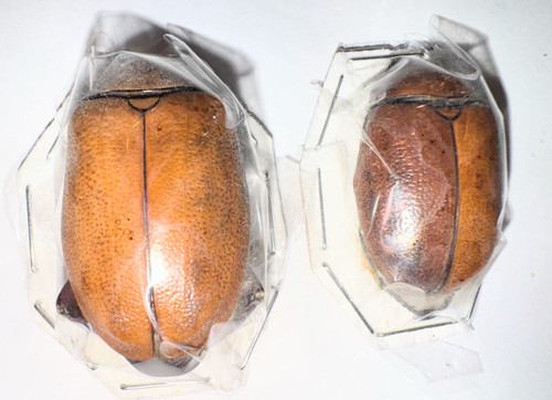 Rutelinae heterosternus - rutelinae,